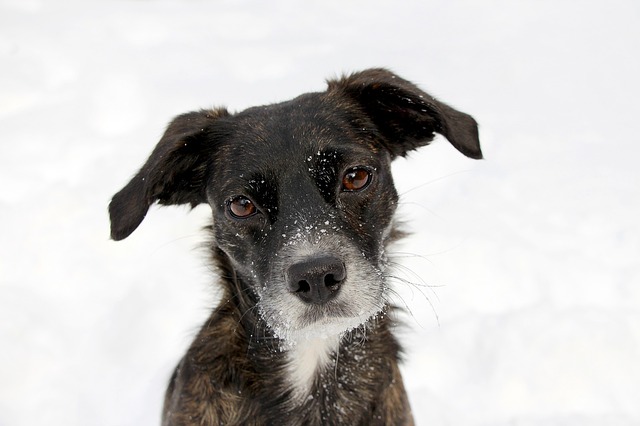 Perro negro con nieve