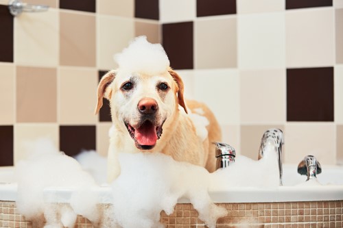 Cómo bañar a un perro solo con agua