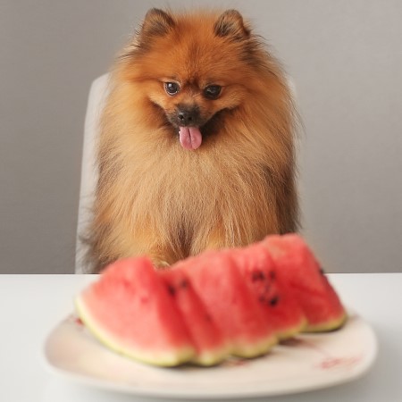los perros pueden comer melon