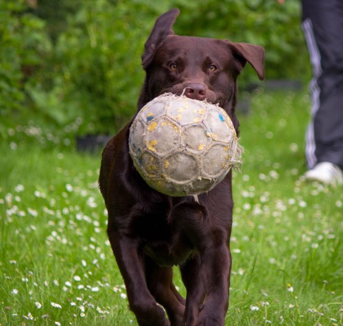 mi perro juega con la pelota
