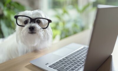 mi perro tiene un blog