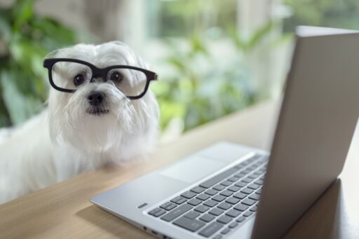 mi perro tiene un blog