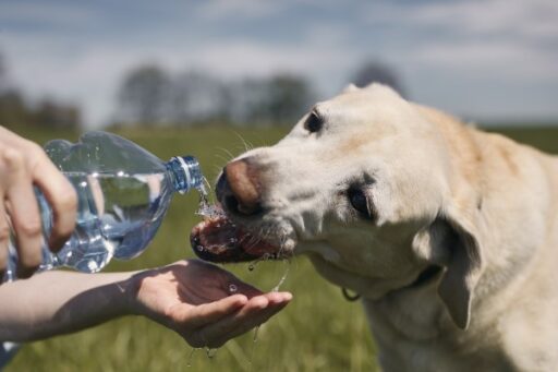 perro bebe mucha agua