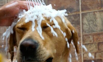 porque los perros huelen mal cuando se mojan