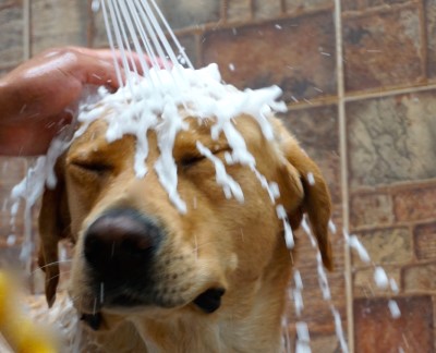 porque los perros huelen mal cuando se mojan